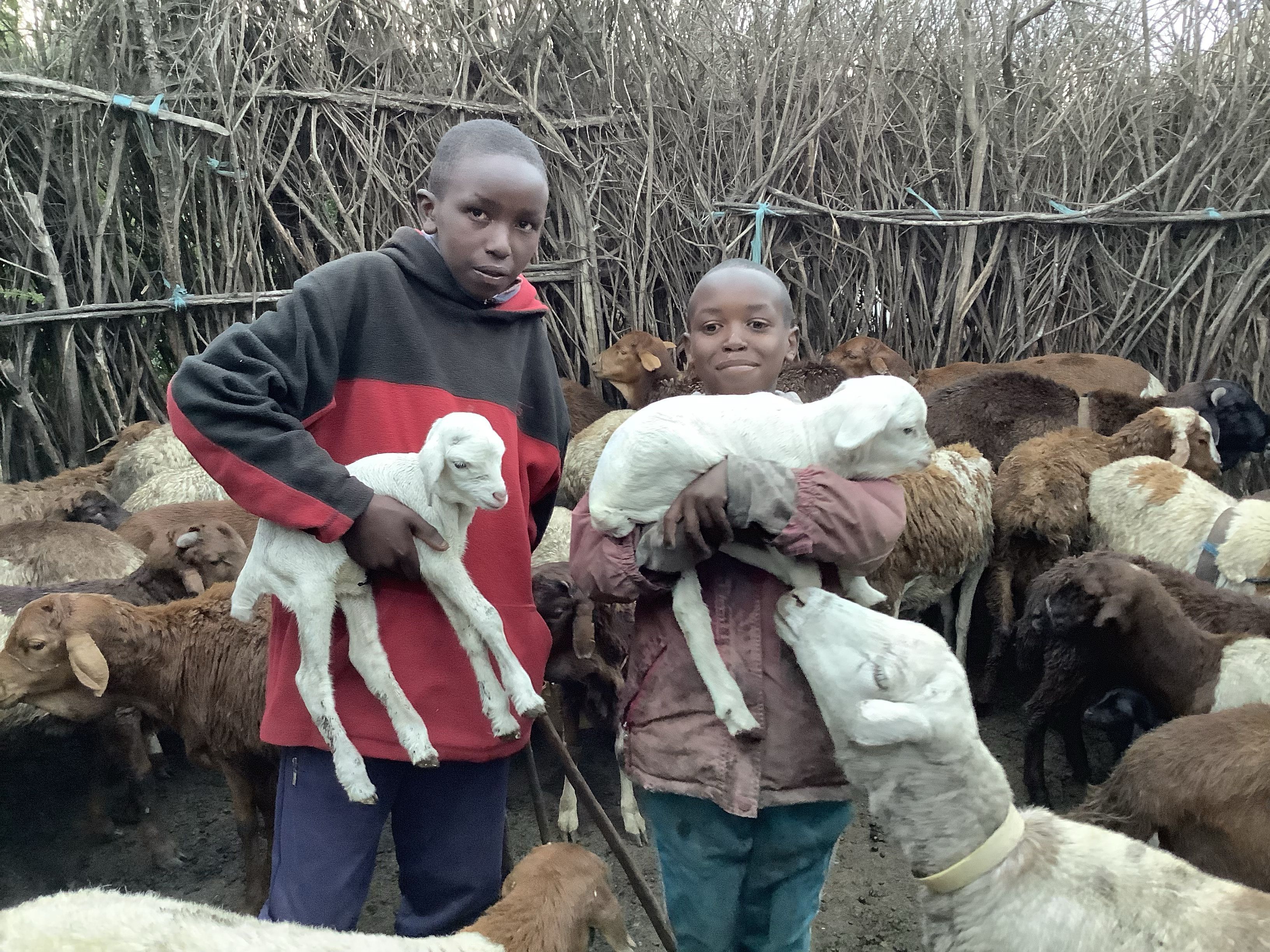 Masai Goats & Sheep